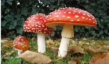 圖片關鍵詞 圖片關鍵詞