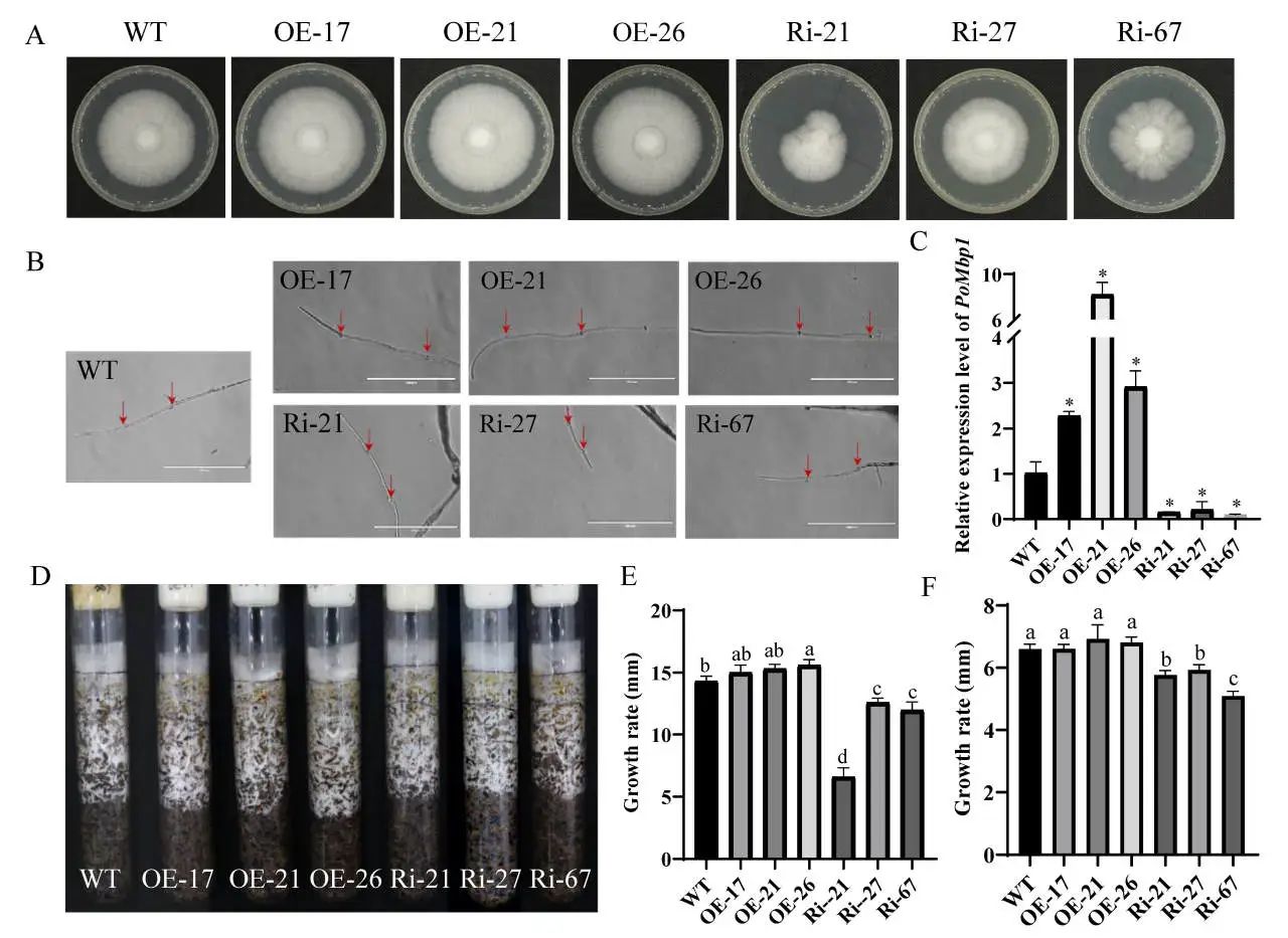 圖片關鍵詞 圖片關鍵詞